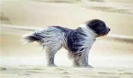 鲅鱼圈为什么那么火,为什么春风大