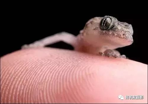 新手必须掌握的7个微距摄影技巧,光影留情谈微距拍摄技巧