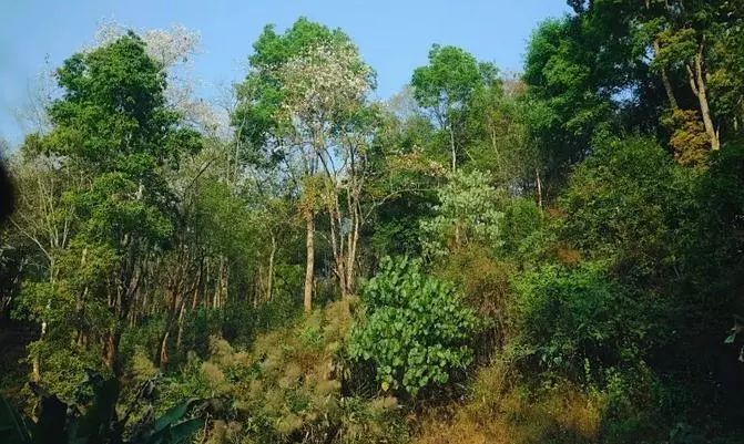 曼松名气大,曼松为什么这么贵