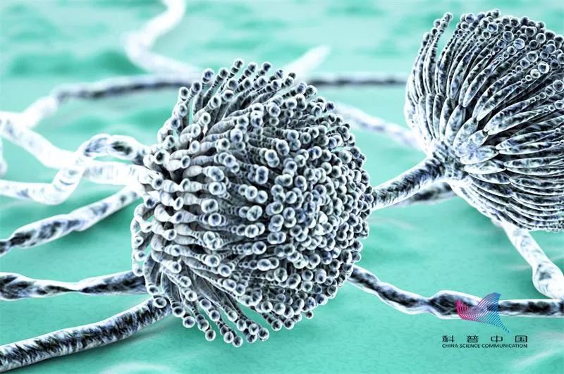 大蒜不能和什么一起吃有毒,大蒜和苹果不能一起吃