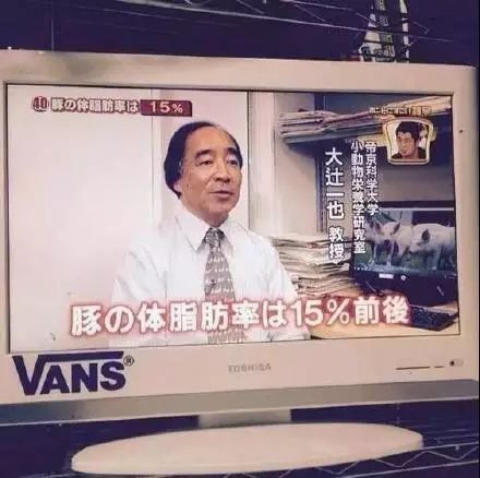 猪系列冷知识,猪的100个冷知识