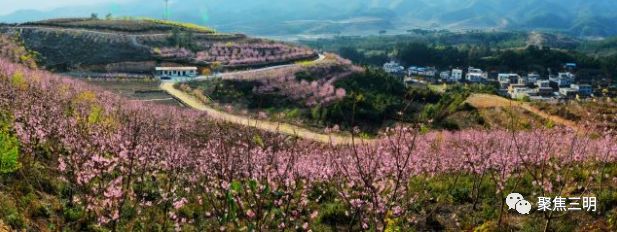 福建三明看樱花的地方,三明樱花在哪里