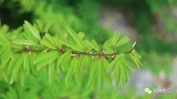 合家欢乐｜*欢合**、珍珠金*欢合**、香水*欢合**