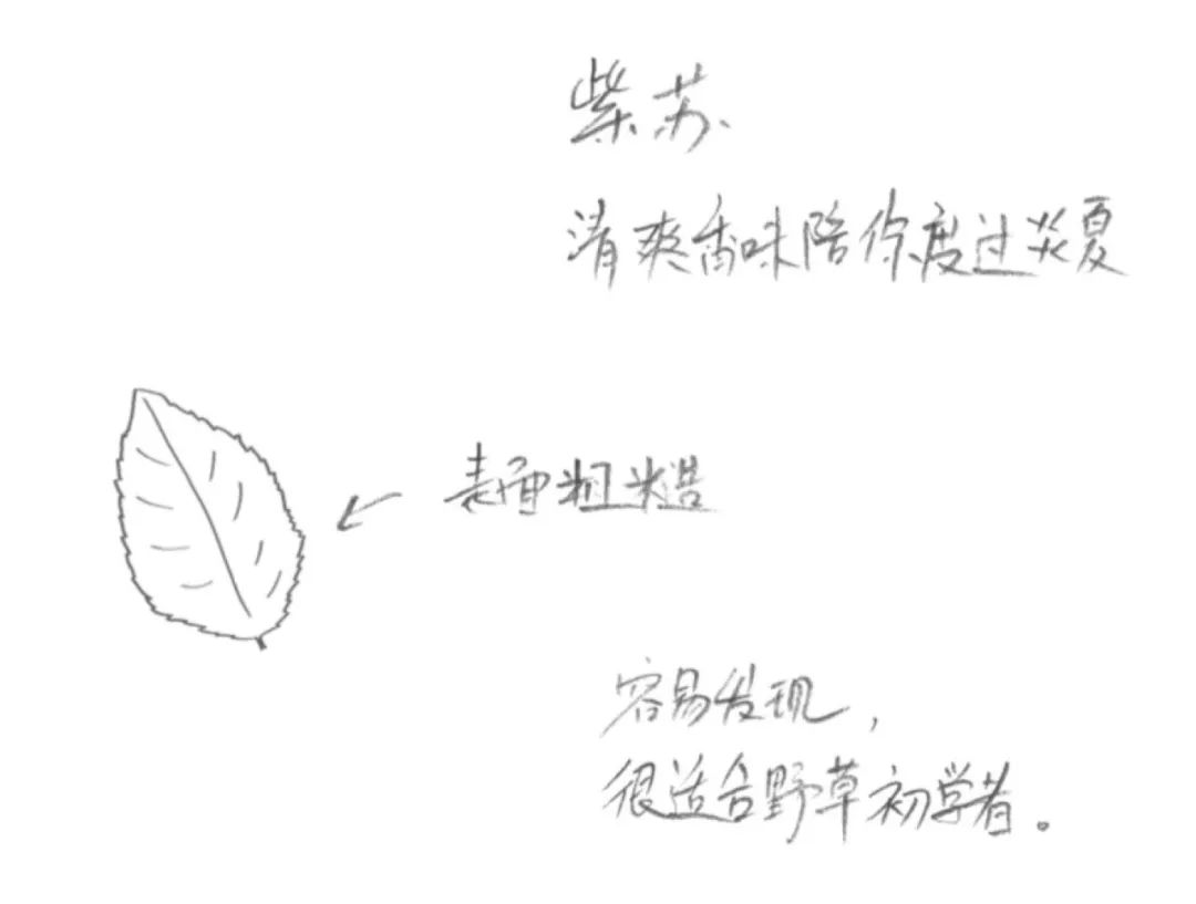 过完年你还回来吗,过完年你还走么