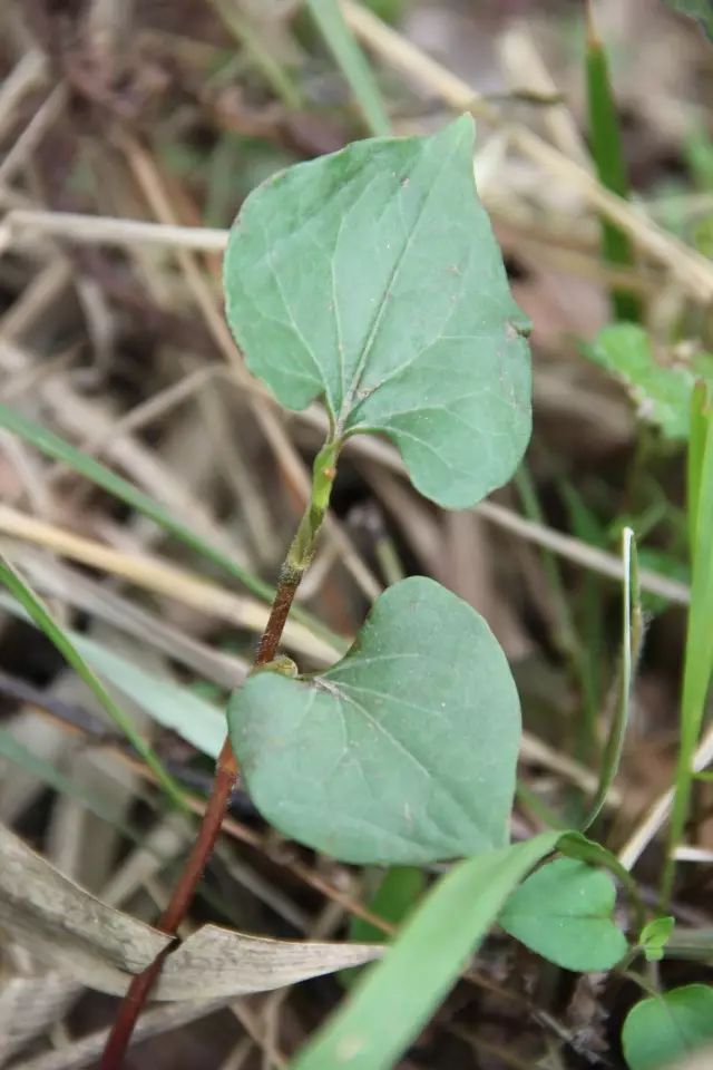 贵阳吃折耳根的地方,贵阳不光折耳根还有很多美食