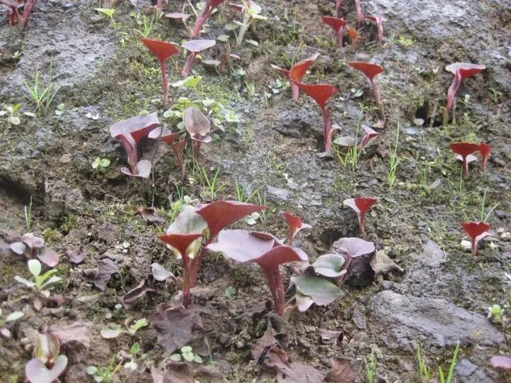 贵阳吃折耳根的地方,贵阳不光折耳根还有很多美食