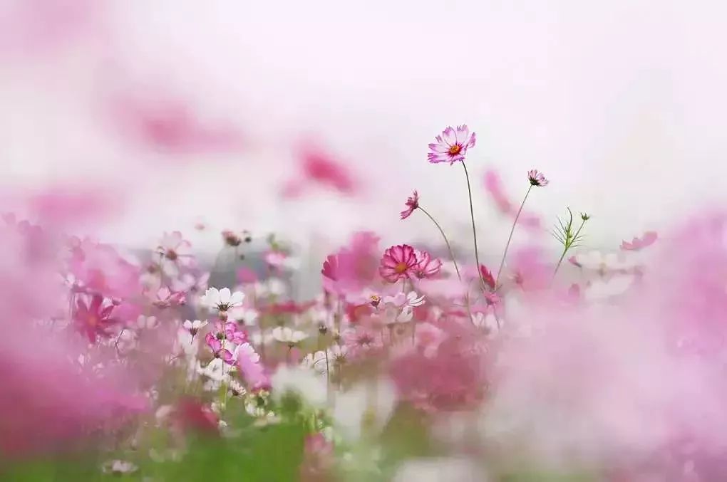 中山最美的免费公园,中山十大免费公园