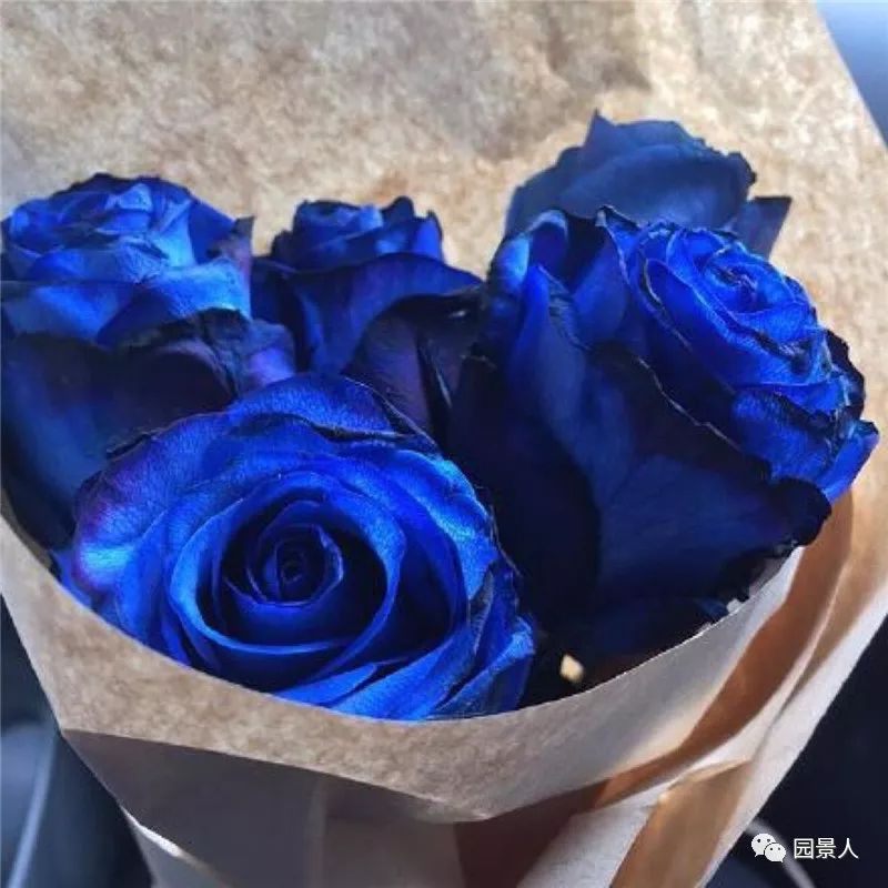 情人节浪漫仪式感玫瑰花,浪漫情人节甜蜜献礼