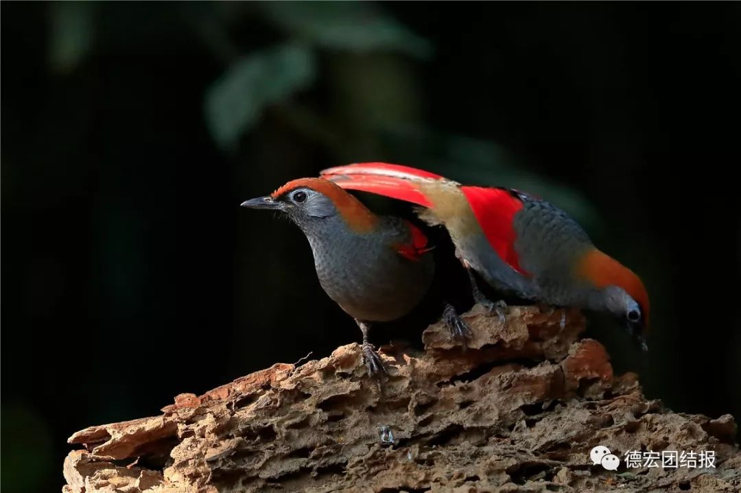 春天真的来了，这群鸟在瑞丽户瓦山大秀恩爱！
