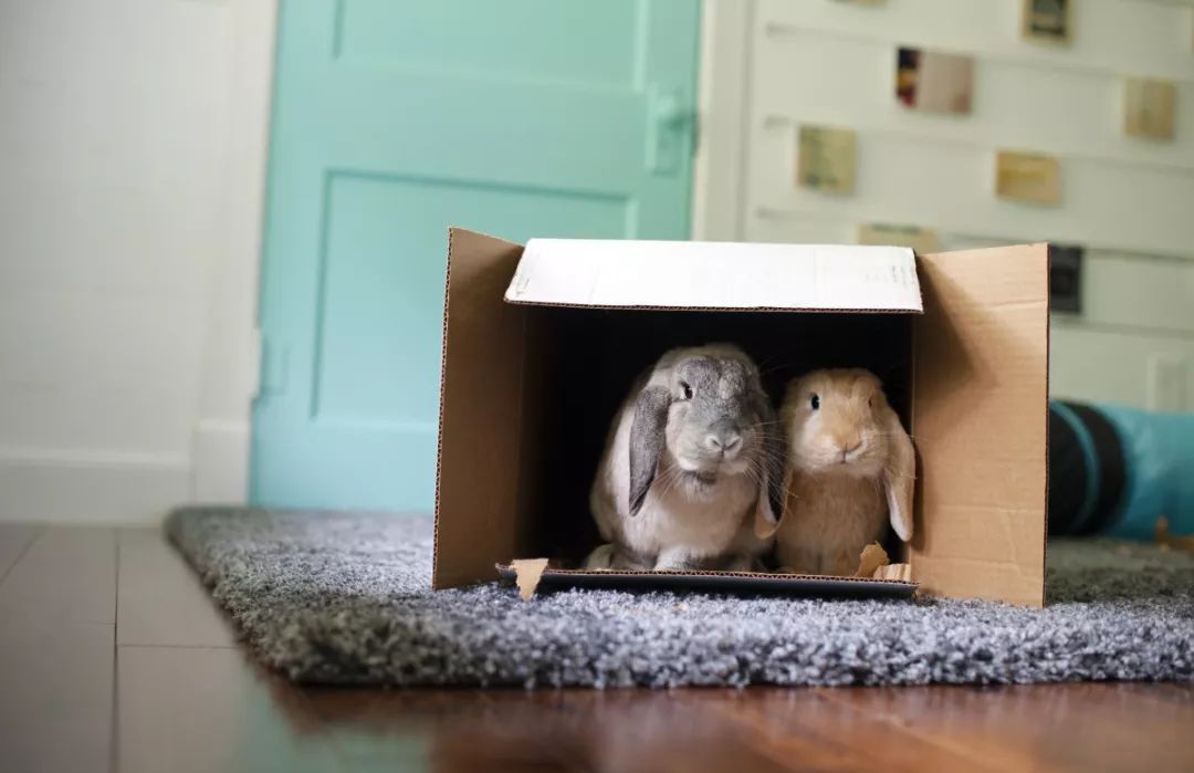 兔子游乐场兔子小屋,兔子的玩具推荐