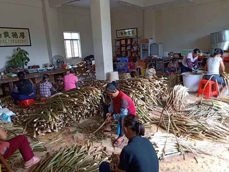 放弃高薪回农村种甘蔗,放弃高薪回农村种果树