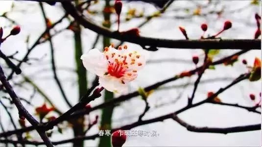 「鹿城健康365」立春之后仍要注意防寒保暖！这些慢性病患者要注意了！