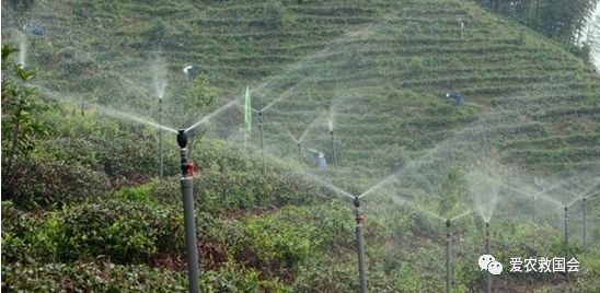 干旱天气对茶叶的影响,高温干旱对茶树的影响