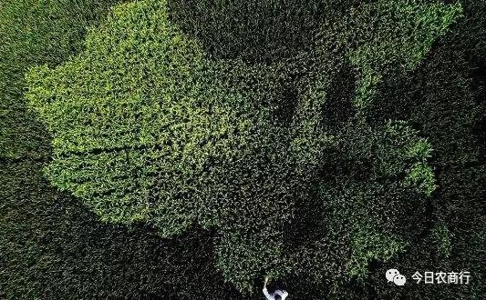 农商行贷款调查,农商行涉农贷款