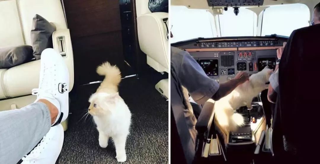 老佛爷的所有家产最后留给了猫 (老佛爷的猫死后谁来继承他的遗产)