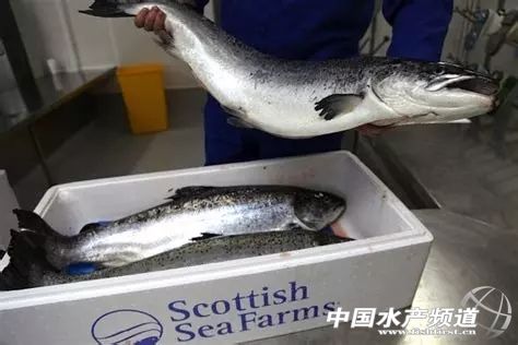挪威三文鱼遭曝光经查,市场监管部门对进口三文鱼处罚