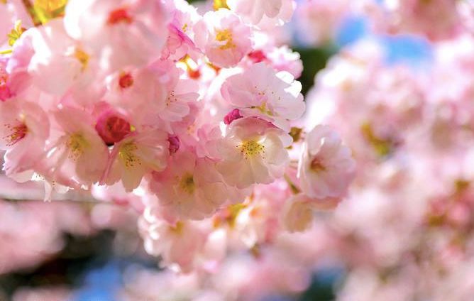 2019年日本樱花季日程表小众赏樱攻略！