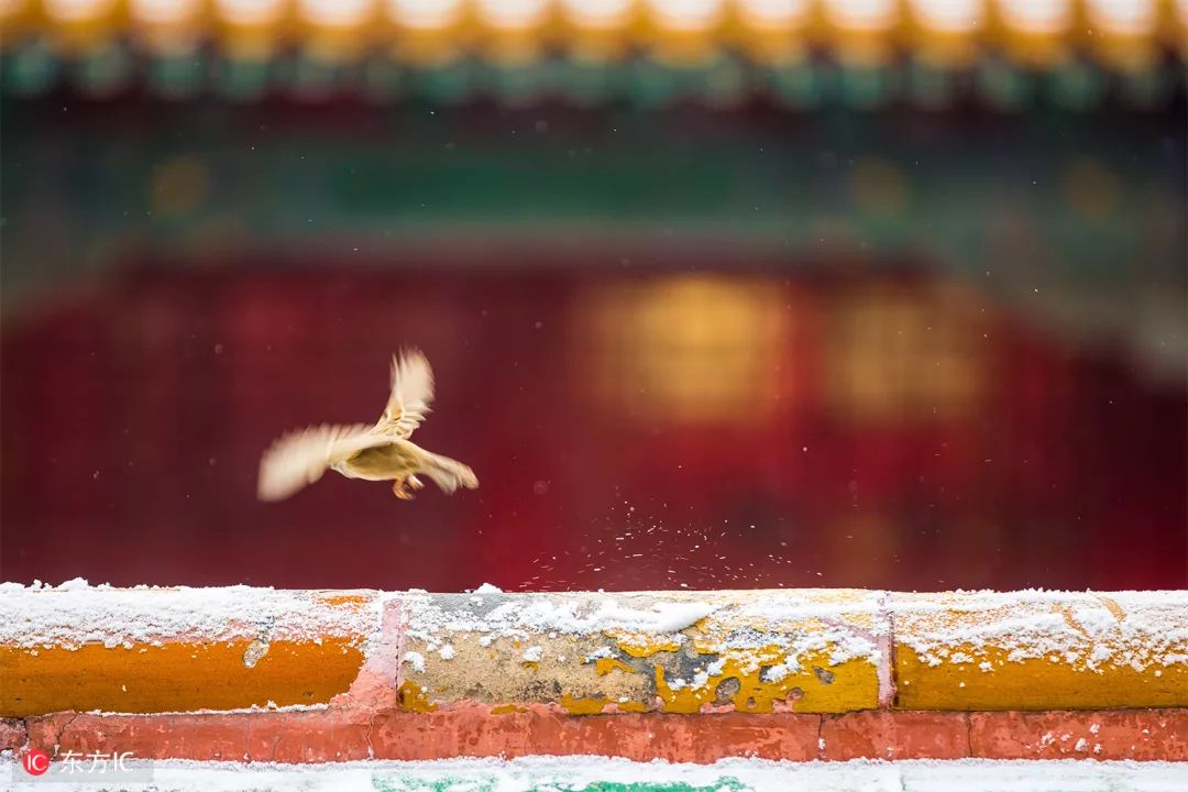 你想看的故宫，这里都有｜东方IC