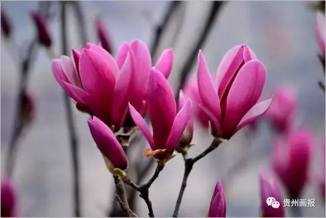 关于兰花的唯美意境诗句,关于兰花香溢的唯美诗句