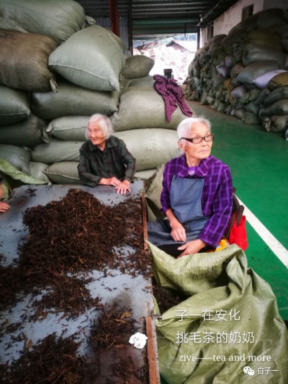 「子一茶课堂」茶里的黄片到底是什么？