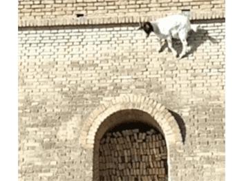 作为内蒙人，山羊这么牛的生物，竟然不了解？