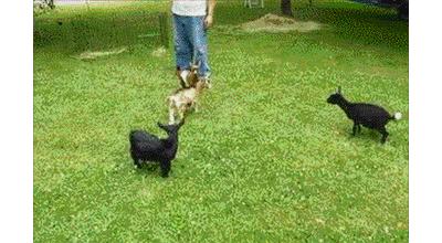 作为内蒙人，山羊这么牛的生物，竟然不了解？