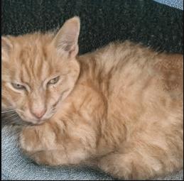 刷新一次出现一个网页,刷新一次就有新图片的网址