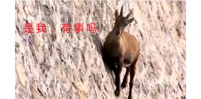 作为内蒙人，山羊这么牛的生物，竟然不了解？