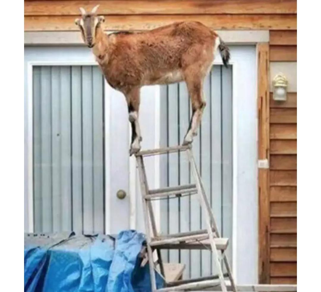 作为内蒙人,山羊这么牛的生物,竟然不了解?