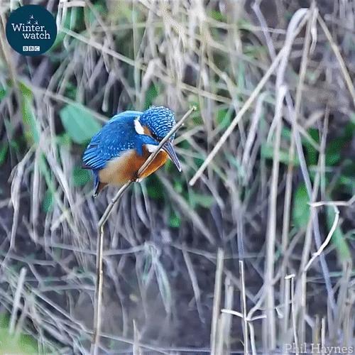 你见过企鹅破壳的瞬间吗,你见过企鹅下蛋吗