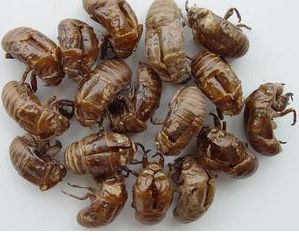 扁圣中医馆济南,扁圣中医馆怎么样