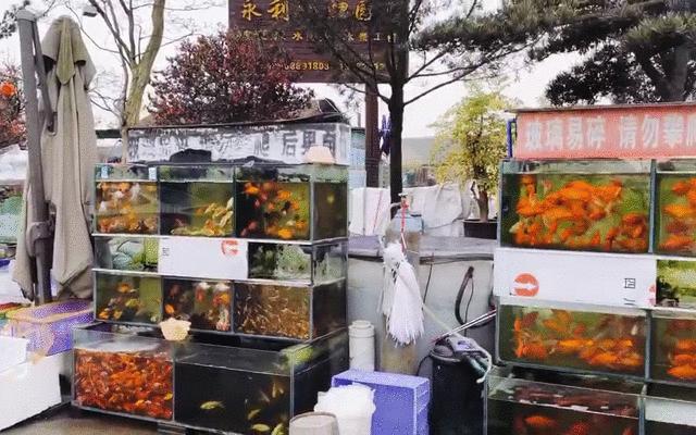 花市买花推荐,今年的花市在哪里逛