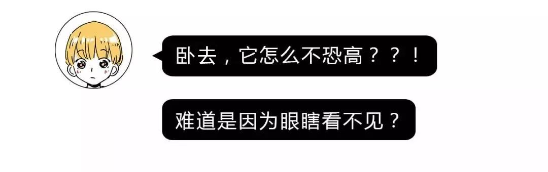 作为内蒙人,山羊这么牛的生物,竟然不了解?