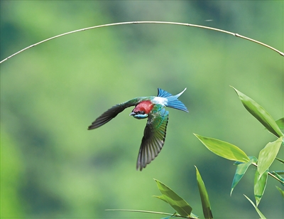 从化飞瀑草,飞瀑草
