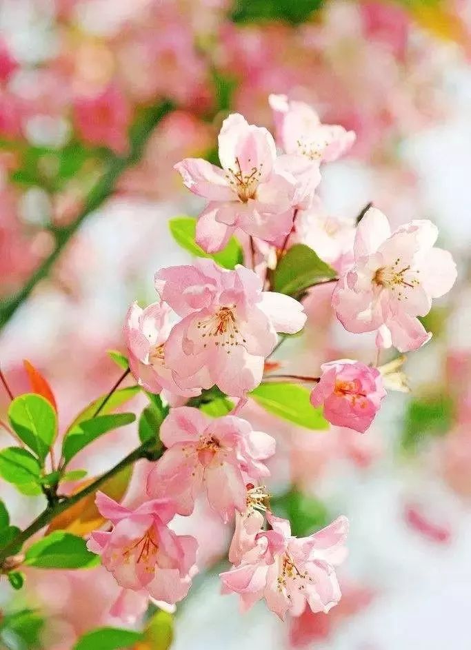 3月终于要放晴啦！出门赏花看剧，这里有攻略