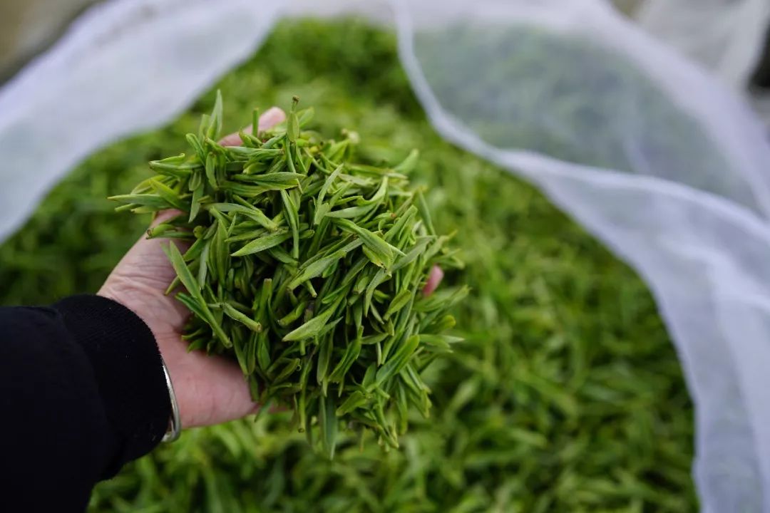 祁门红茶属于什么档次,祁门香