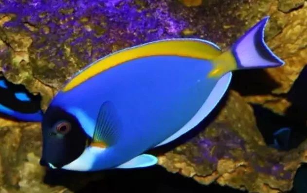 起起伏伏教程,海缸珊瑚的饲养