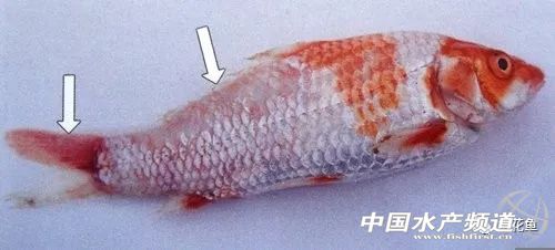 冬末初春，赤皮水霉及其并发症特别要注意