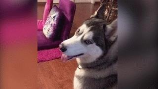 不小心撞到法拉利要赔多少钱,撞到法拉利走保险要赔多少