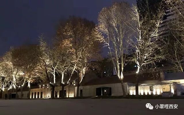 初春的西影厂，是那棵法国梧桐树下的日料店