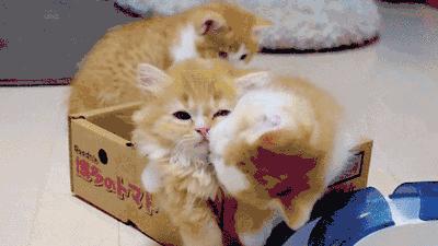 有猫有狗怎么喂粮,有猫有狗好不好