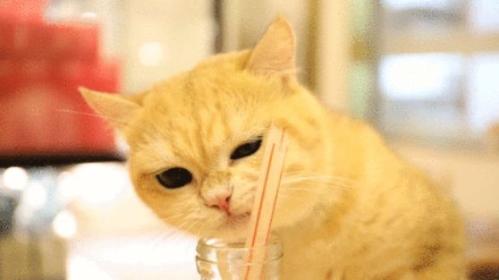 有猫有狗怎么喂粮,有猫有狗好不好