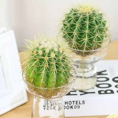 适合厨房种植的植物水培,哪些作物可做水培盆栽养殖