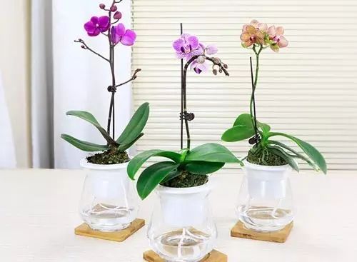 适合厨房种植的植物水培,哪些作物可做水培盆栽养殖