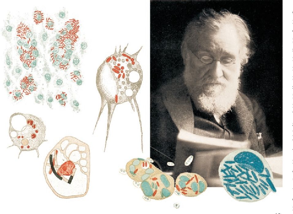 10种最可怕的细菌,人体有多少种有益细菌