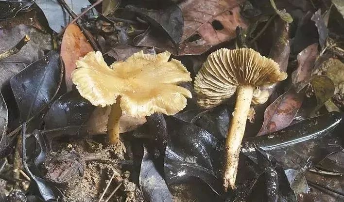 2017毒蘑菇中毒指南,广东进入毒蘑菇高发季节