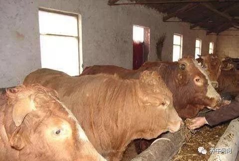 养牛要注意哪些事项牛才不爱生病,养牛人必看十大技巧