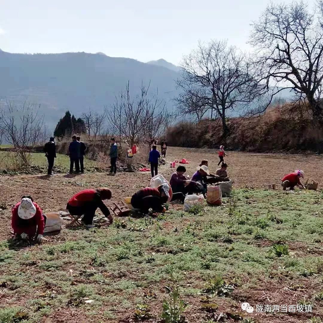 合作社带头贫困户增收,农民专业合作社带动贫困户分红