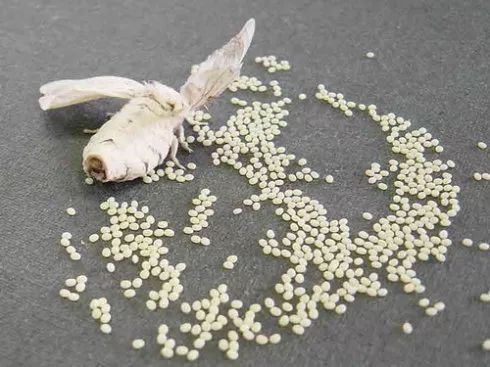 宠物蚕宝宝变成飞蛾,小宠物蚕宝宝