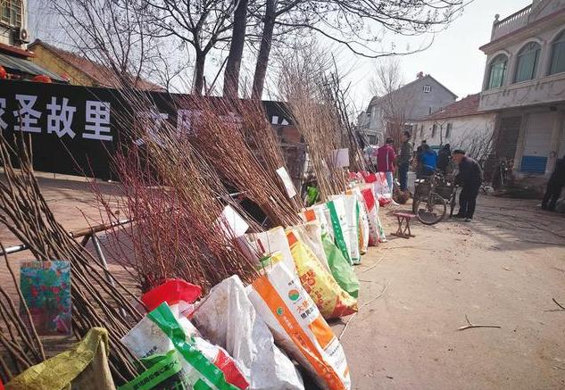 苗木白蜡再过二年价格会涨吗,白蜡树12公分出售价格